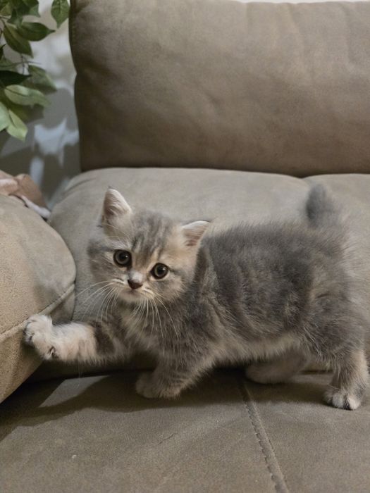 Gatinha Scottish Straight Silver Tabby