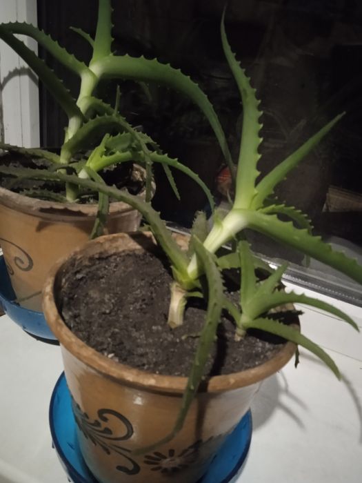 Продам Антуріум,Драцена,Алоє.