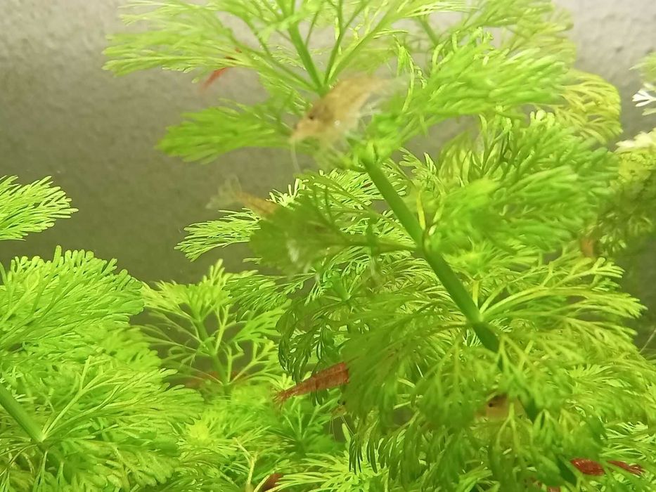 krewetki Neocaridina Bloody Mary -poselekcyjne