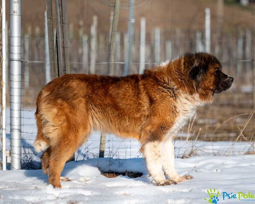 Duża w typie bernardyna suczka GRYZIA szuka kochającego domku!
