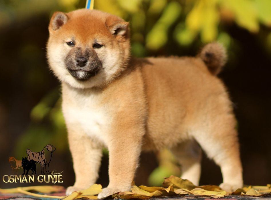 Видатні цуценята Шиба іну Сіба іну