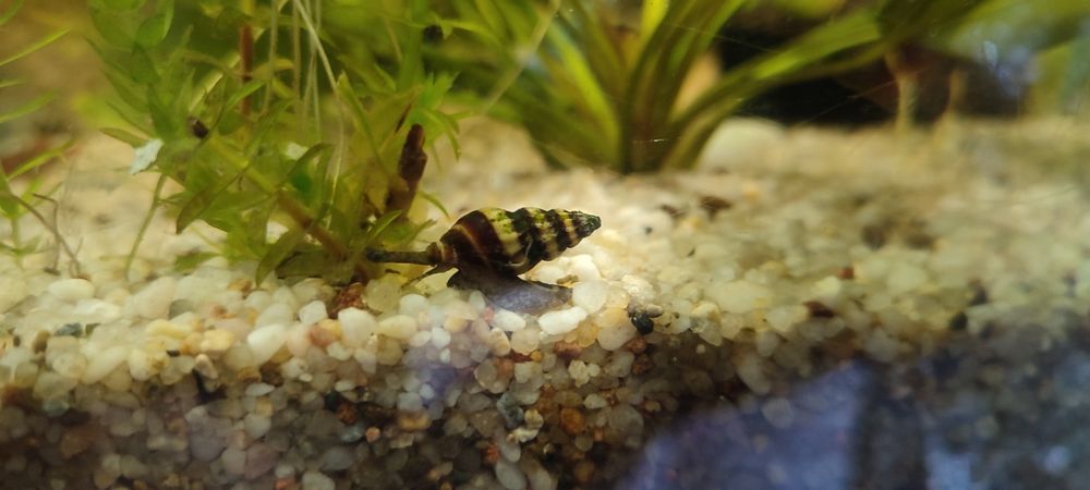 Ślimak akwariowy Helenka