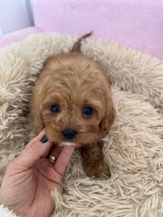 Piesek cavapoo rudy