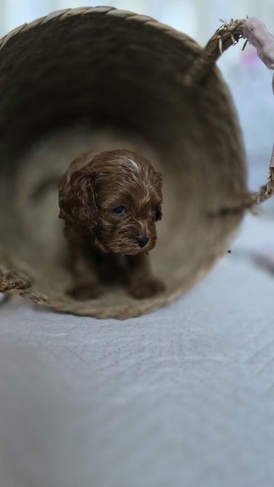 Cavapoo/ chłopczyk