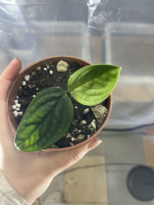 Monstera sp peru variegata regres