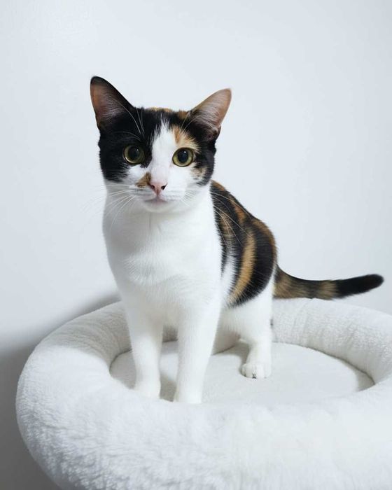 Setúbal / Margem Sul / Lisboa — LEOA, gatinha para adoção (especial)