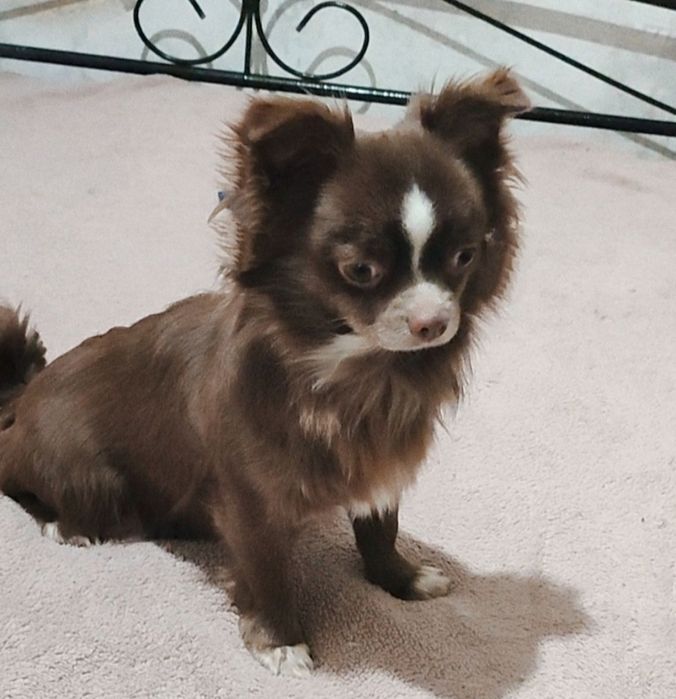 Мальчик чихуахуа, стандарт