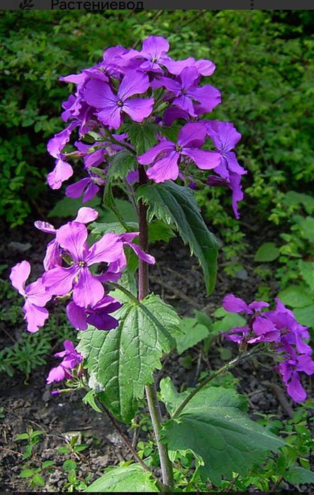 Лунник или лунария