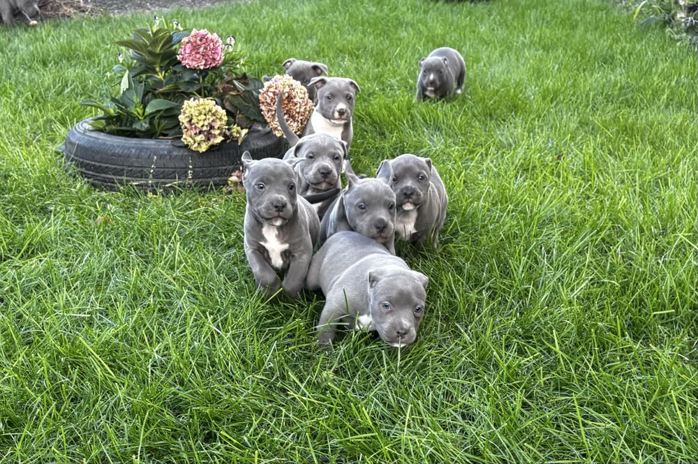 Szczeniak Amstaff