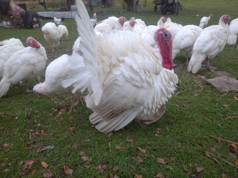Індичі яйця, інкубаційні.Індичата. Молодняк (3-4 місяці)- 500 грн.