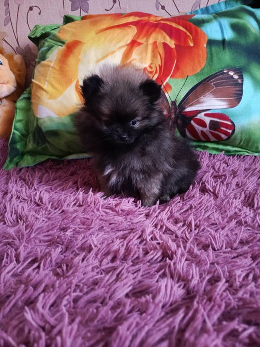 Шпиц девчонка мышка