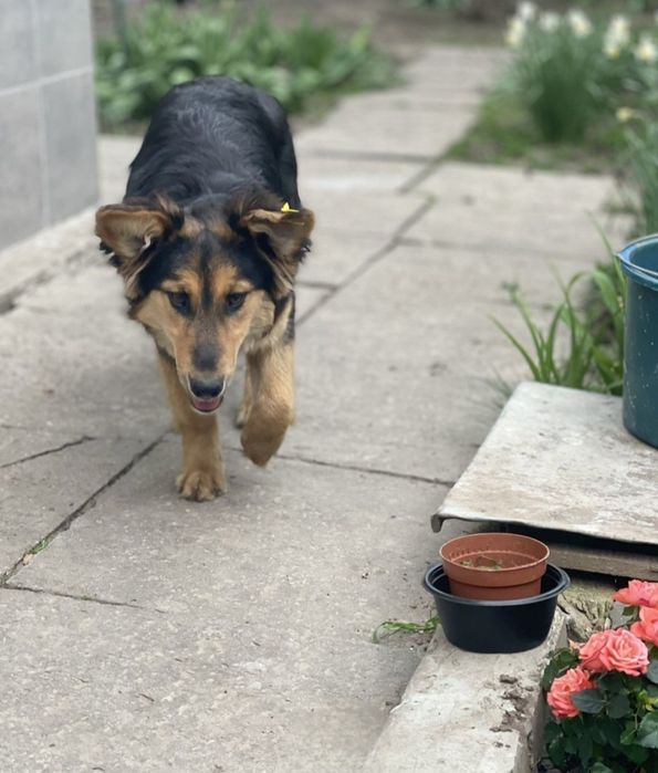 Отдам даром в добрые руки собаку метис Джек Рассел терьера и овчарки