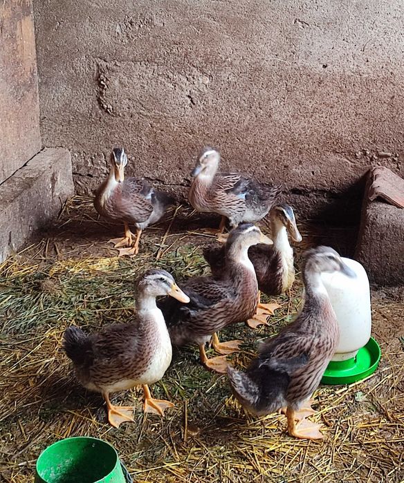 Vendo Patos Rouen e pequins deste ano