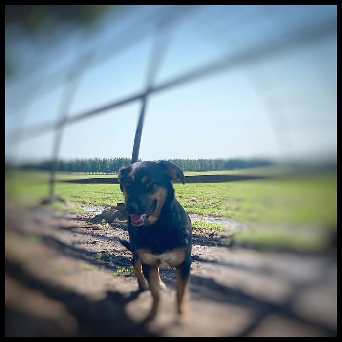 Do adopcji ok 1-2 letnia sunia Wenus w typie jamnika