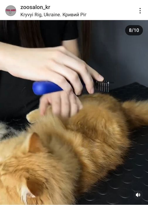 Курсы груминга  ! Базовый курс с нуля . НОВЫЙ СТАРТ 10.01