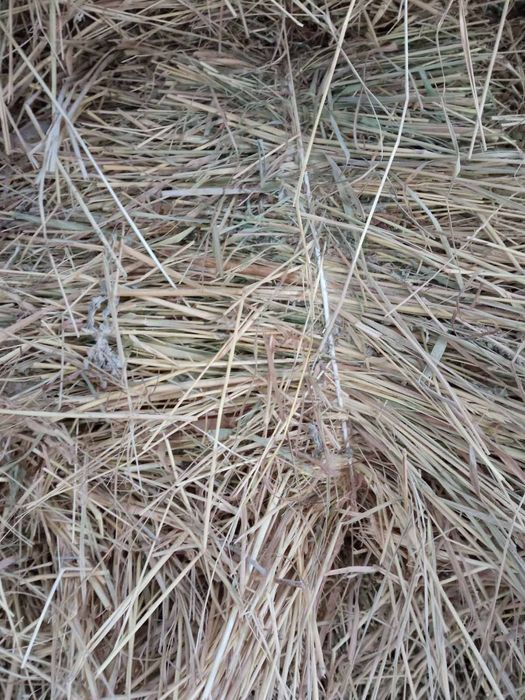 Продам сіно тюки.