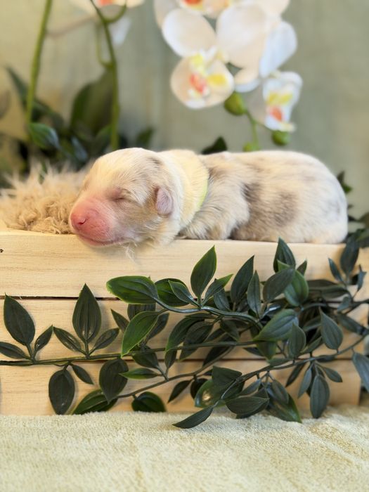 Border collie suczka lilac merle