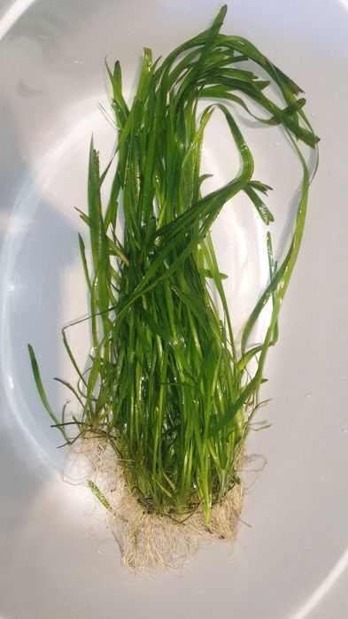 Valisneria dluga 30 -50cm