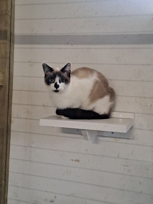 Gata com 1 ano para adoção