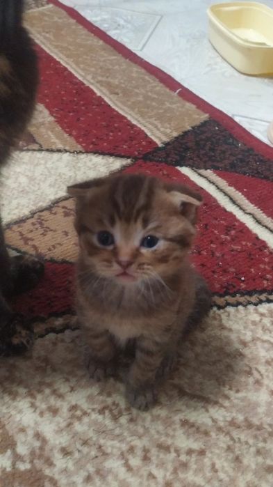 Скоттиш фолд джентльмен