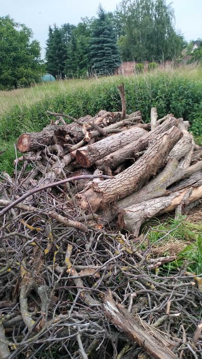 Drzewo Orzech Włoski