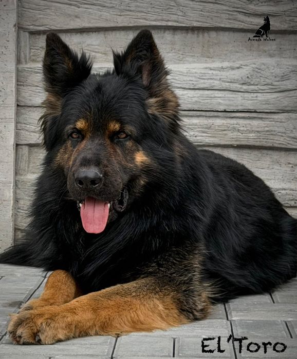 Owczarek Staroniemiecki linia DDR ( suczka 12 tygodni )