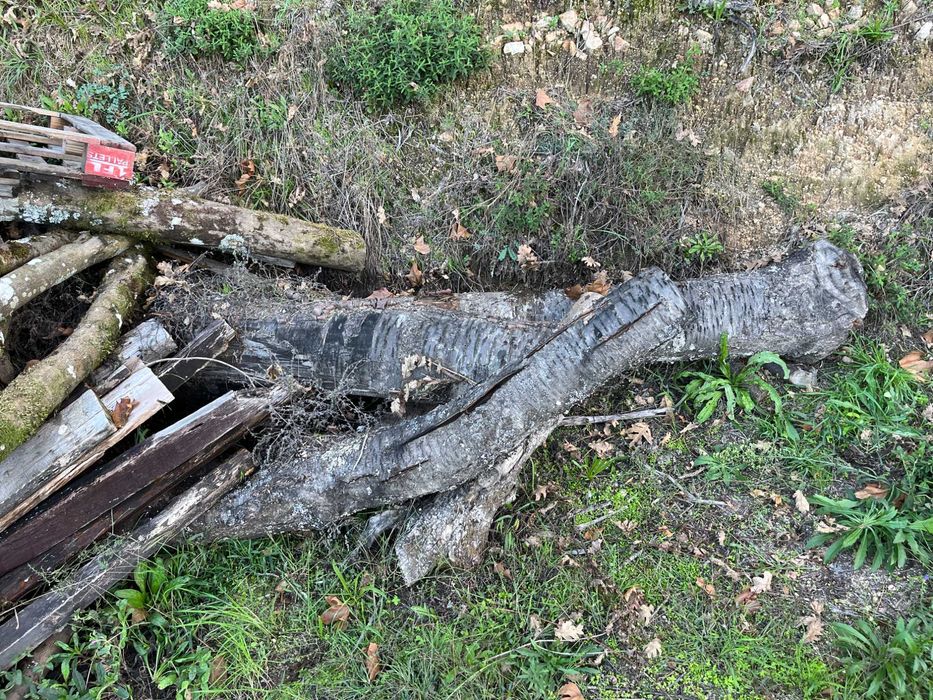 Vendo Lanha de Oliveira, Castanheiro, Plátano: