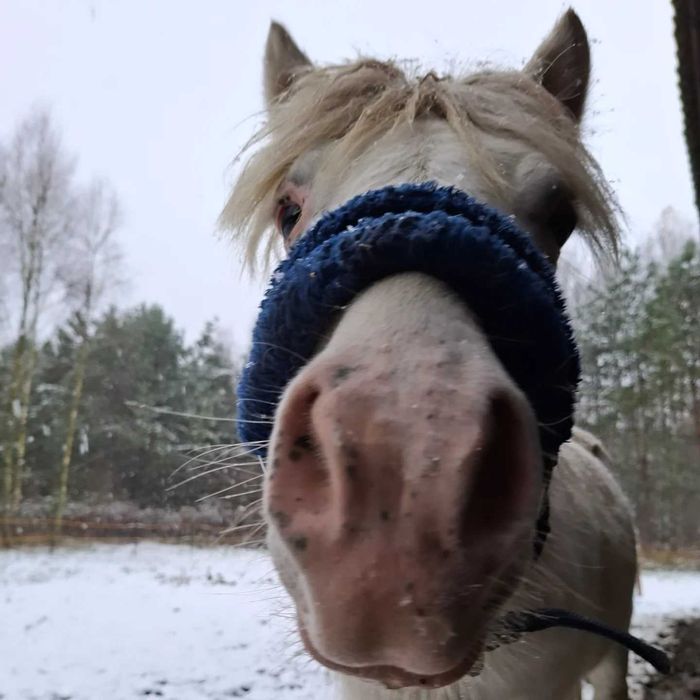 Wałach idealny dla dzieci