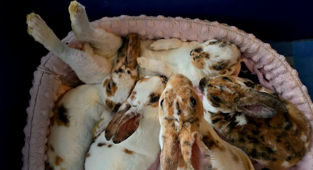 Królik karzelek mini rex