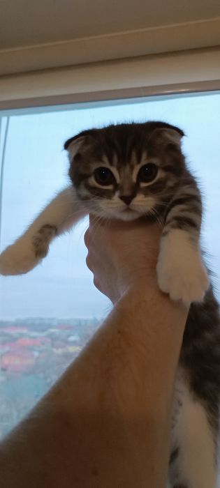 Кошенята шотландські