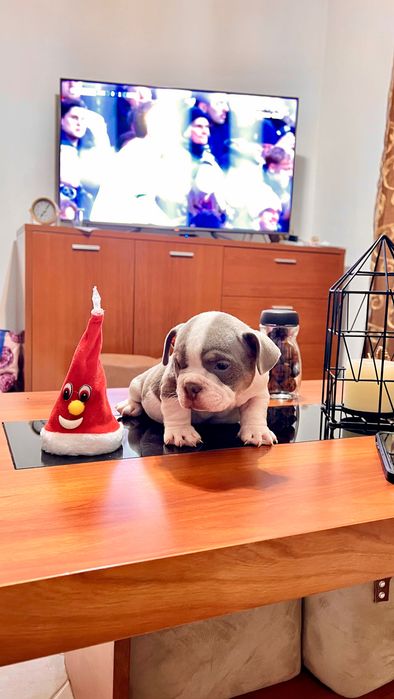 American Bully Micro Tricolor Lilac – Linhagem 2xCrow Importada