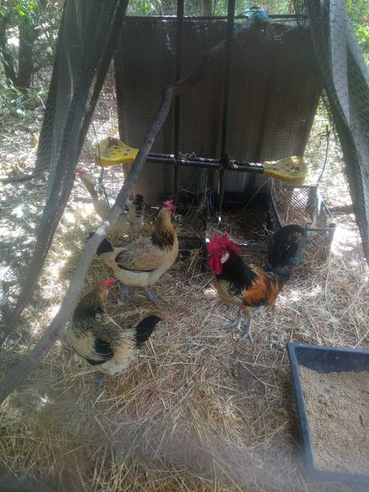 ovos férteis de galinhas de varias raças, pavões e patos por encomenda