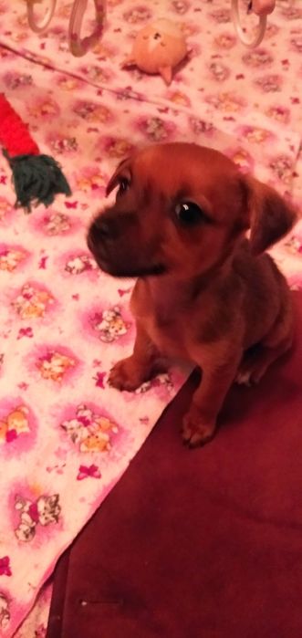 Славная девочка ищет новую семью.