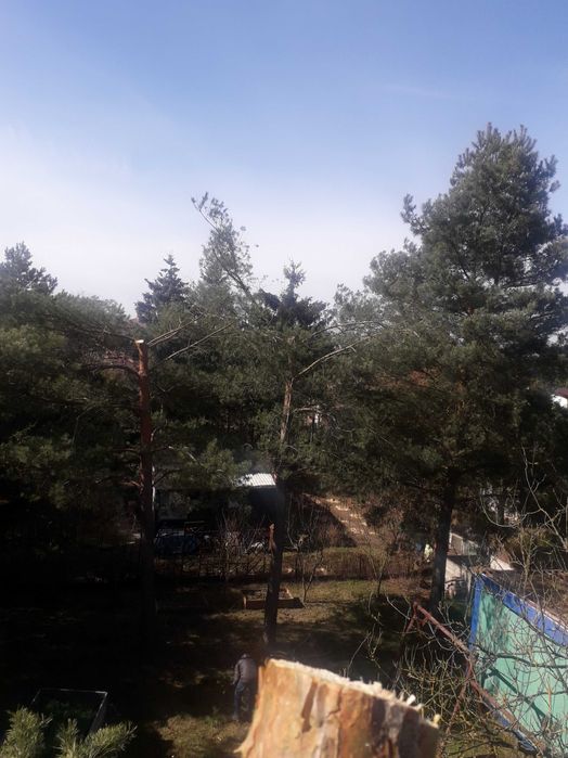 Wycinka i pielęgnacja drzew