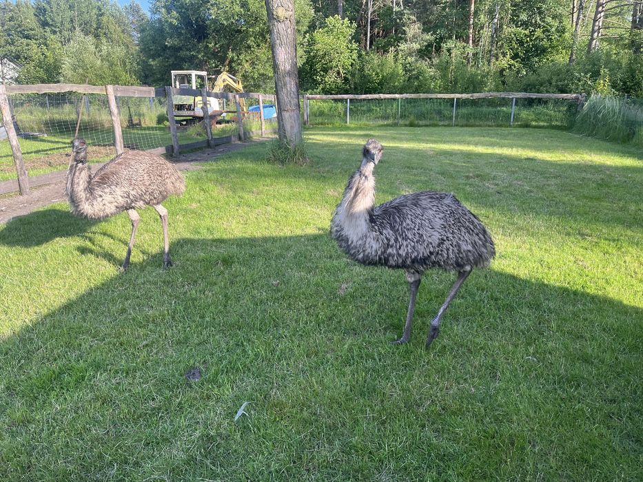 Sprzedam strusie emu