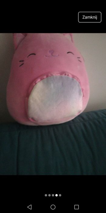 Plecaczek kotek-jednorozec