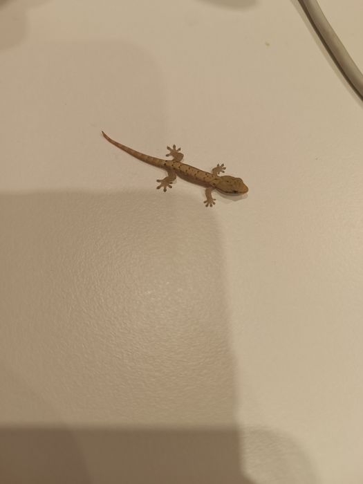 Sprzedam młode gekony płaczące