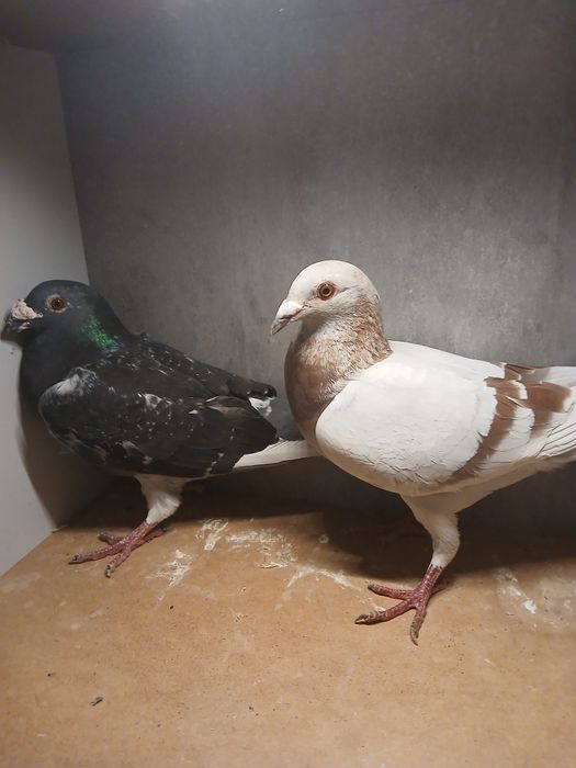 Gołębie pocztowe