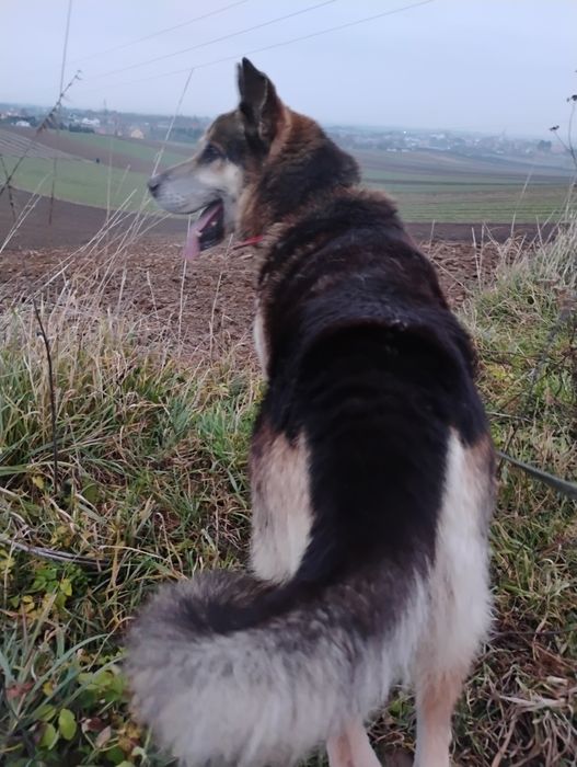 Kochany Ares prosi o własny dom