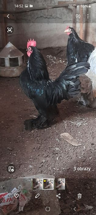 Karzełek łapciaty czarny