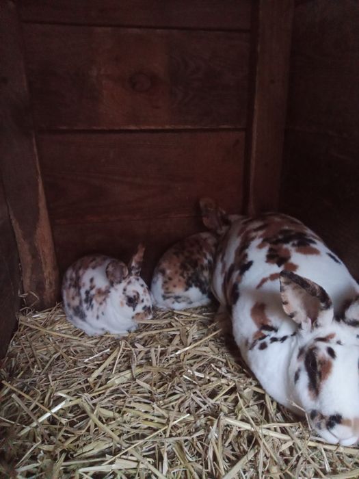 Rex trójbarwny dalmatyński młode króliki