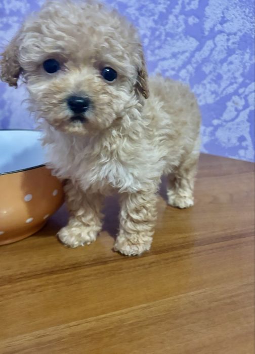 Хлопчик горобчик