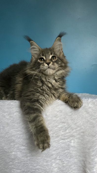 Девочка Мейн-кун,  голубой мрамор