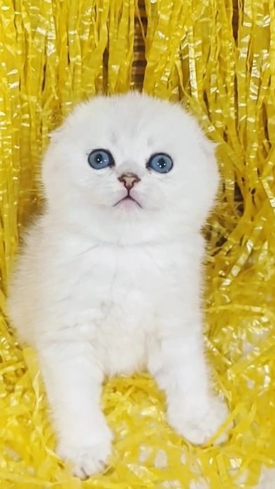 Чистокровний висловухий хлопчик срібляста шиншила