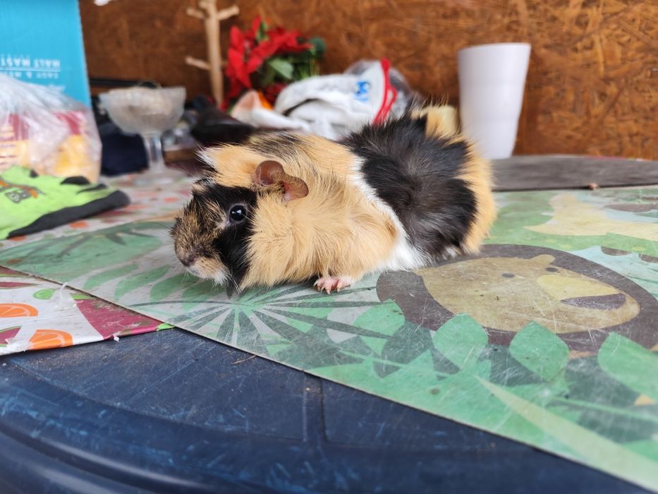 Świnki morskie  polecam