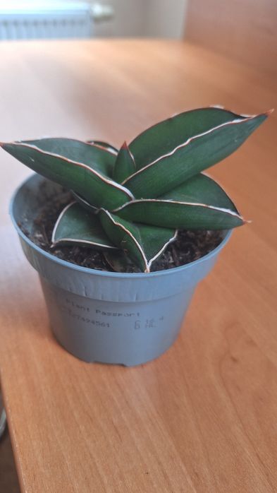 Sansevieria Samurai