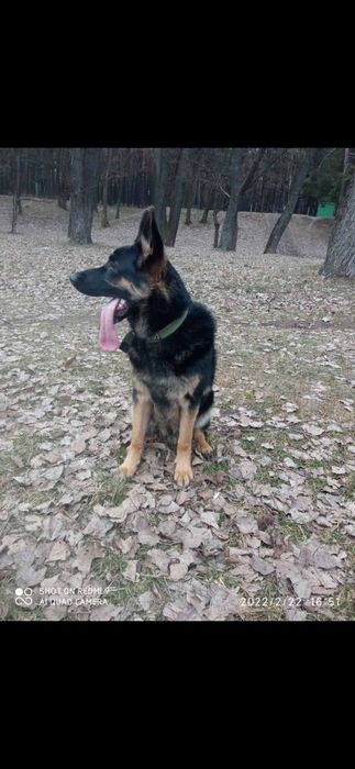 В'язка кобель , злучка