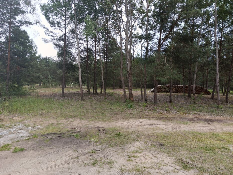 Działka w Puszczy Noteckiej - 1223 m², m. Klempicz - Widok 2