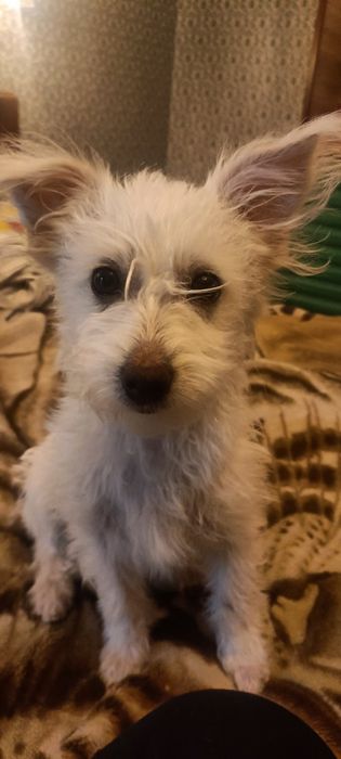 Собачка китайской хохлатой, пуховка ищет семью