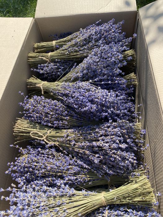 Оптовий продаж сухих букетів лаванди